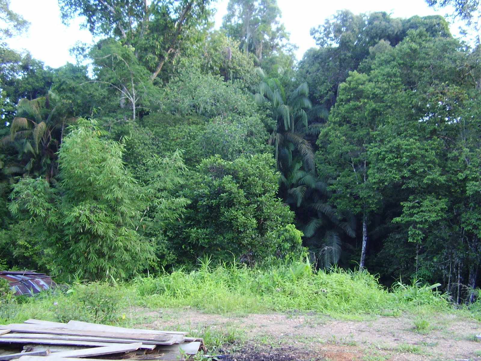 Betong