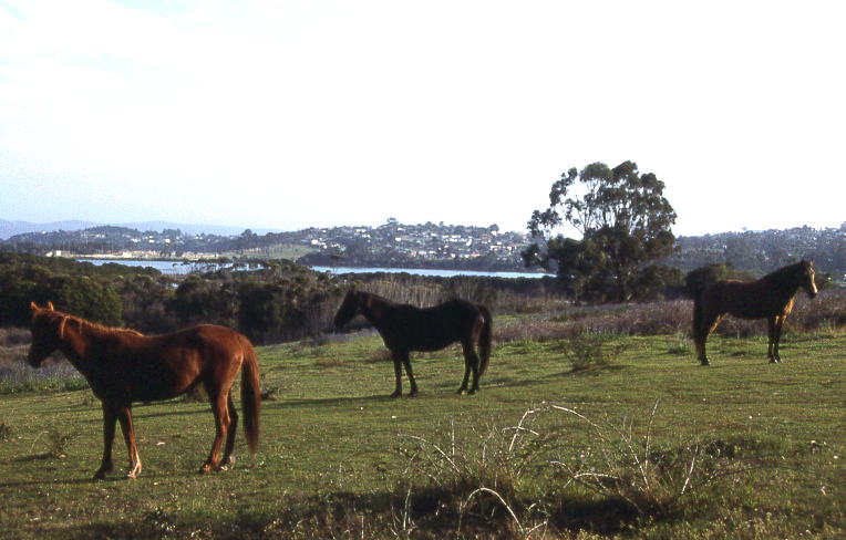 Eden NSW, Australia Hero Image