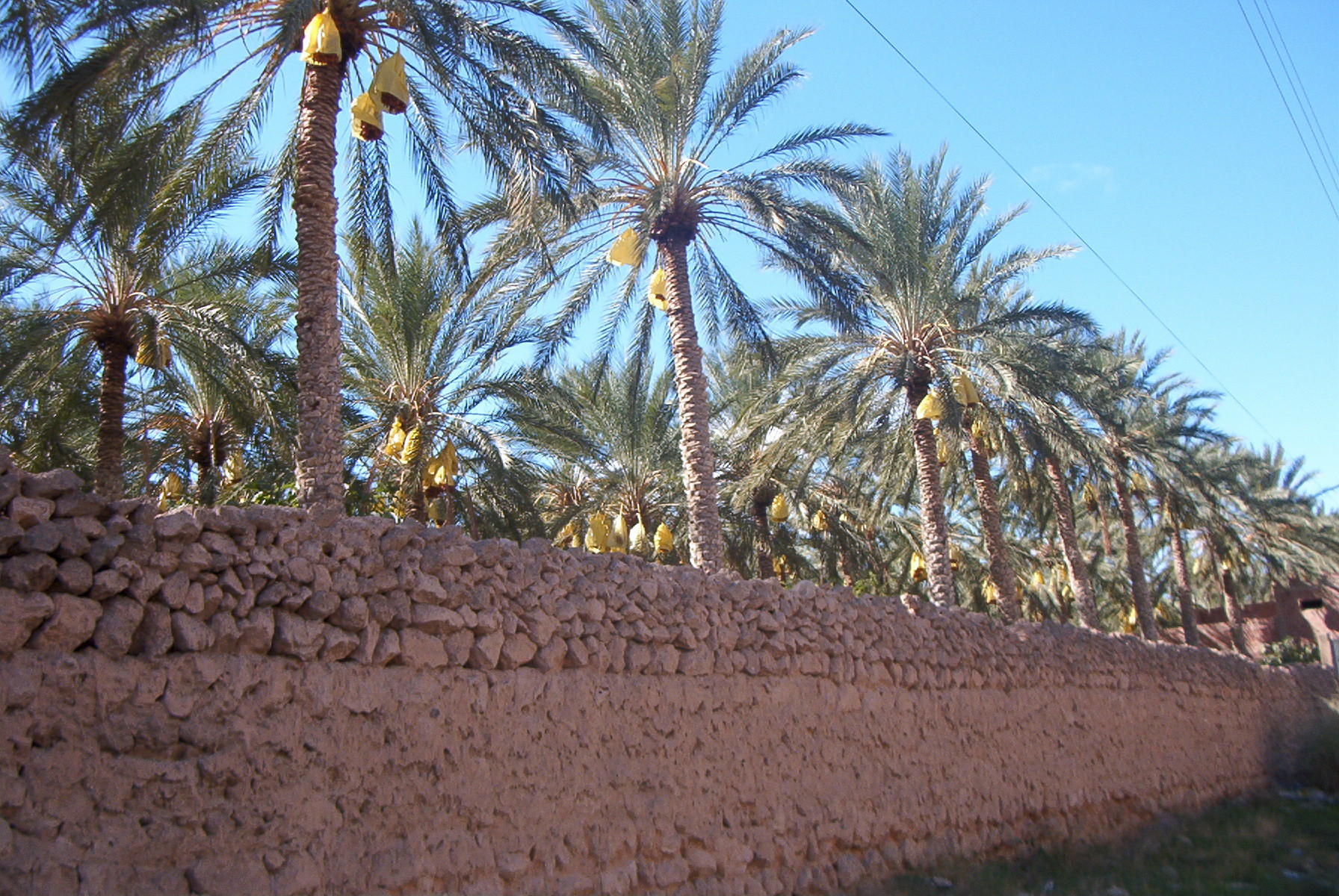 Biskra, Algeria Hero Image